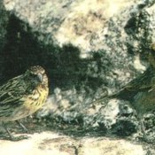 Nihoa Finch